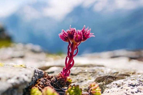 Alpenscène n° 108 - À la loupe