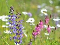 Gras wächst drüber: Wiesenmeisterschaften