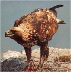 Bilancio positivo per i progetti di protezione del gipeto barbu-to e dell'aquila reale