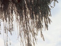 Al via un progetto: ricerca sugli inquinanti persistenti nelle Alpi