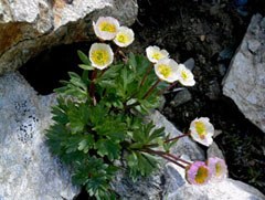 Il cambiamento del clima riduce la biodiversità