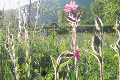 La chiave della varietà di specie alpine è nelle nostre mani