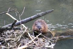 I castori si espandono nel Mittelland svizzero
