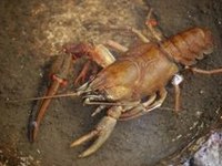 Più di 10.000 specie invasive in Europa