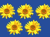 Vorarlberg e Liechtenstein - candidatura per il Festival olimpico della gioventù 2015