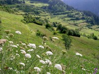 Falò per i prati fioriti