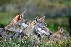 Uomini e lupi- il primo centro faunistico delle Alpi italiane dedicato al lupo