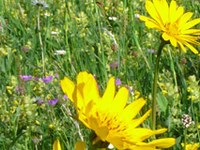 La biodiversità sotto i riflettori