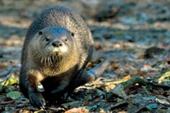 Ritorno della lontra nelle Alpi