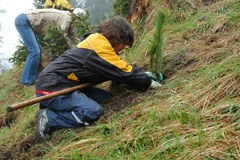 Volontariato nel bosco in sei Paesi europei