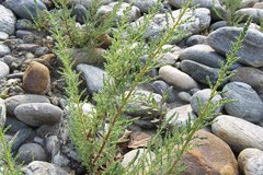 La Myricaria germanica è causa di un reclamo UE contro l'Austria