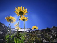 Le piante soffrono gli effetti del cambiamento climatico