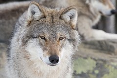 Lupo, orso e lince - bentornati nelle Alpi!