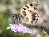 Su il sipario! Rare farfalle e salamandre pezzate sotto i riflettori