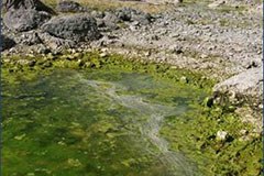 Azioni di miglioramento della biodiversità dei laghi alpini.