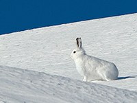 Biodiversità: lo stress lascia tracce nelle fatte delle lepri