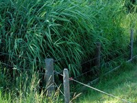 Al via i primi esempi di fitodepurazione nelle Alpi