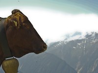 Alpeggi: affitti alle stelle e pascoli non utilizzati.