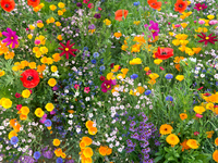 Biodiversità: la Svizzera vota sul proprio futuro