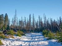 Bosco di montagna e cambiamento climatico