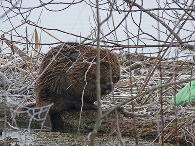 Castori alla riscossa