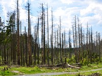 Forte infestazione da bostrico nei boschi della Slovenia