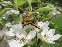 «I fiori sono le stazioni di servizio delle api»