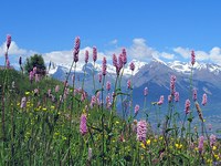 In che modo la politica può favorire la biodiversità