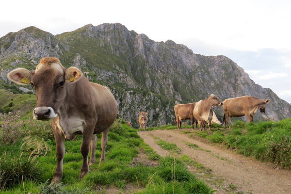 Qualità dalle montagne