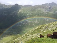 Una rete transalpina dei pastori