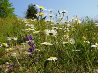 Naturvielfalt in den Alpen stärken