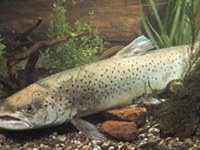 Schutzmassnahmen für Alpenrhein und Bodensee