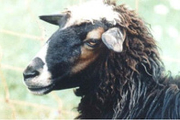 Erstes Bovska-Schaf-Koordinationstreffen