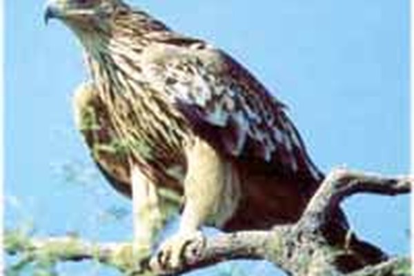 Partnerschaft zwischen Alpen und Karpaten