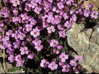 Klimaerwärmung: Alpenblumen blühen früher