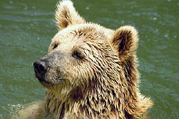 Italien fordert besseren Schutz der Grossraubtiere in den Alpen