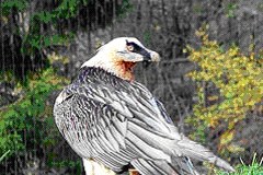 Bartgeier brüten erstmals wieder in der Schweiz