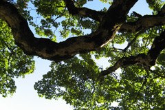 Der Wald und das Kyoto-Protokoll