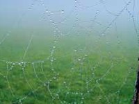 Vernetzte Partner vernetzen Lebensräume