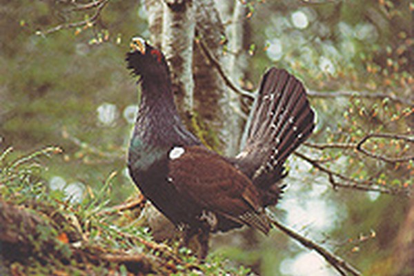 Von ökologischen Inseln zu vernetzten Landschaften