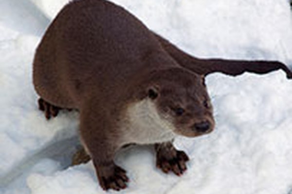 Die Rückkehr der Fischotter