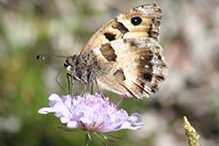 Bühne frei für Berghexen und Feuersalamander