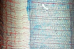 Klimawandel: früher Frühling, später Herbst