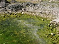 Nationalparks entfernen exotische Fischarten