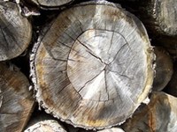 Alpenstaaten schmieden Allianzen