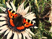 Gemeindenetzwerk macht Naturschutz