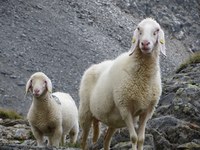 Bayerische Berglandwirtschaft – Triff Deinen EU-Abgeordneten