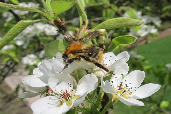 «Blumen sind die Tankstellen der Bienen»