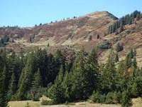 LBV-Studie zum Birkhuhn am Riedberger Horn