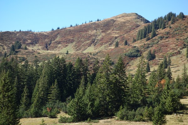 LBV-Studie zum Birkhuhn am Riedberger Horn